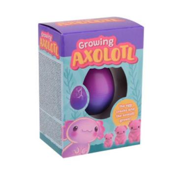 Növő axolotl tojás dobozban, 4 féle kép