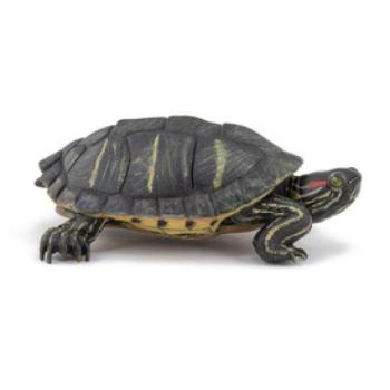 PAPO Vörösfülű ékszerteknős kép