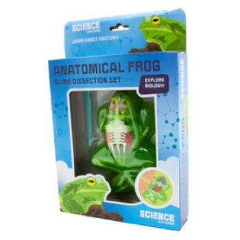 Béka anatómia slime többféle kép