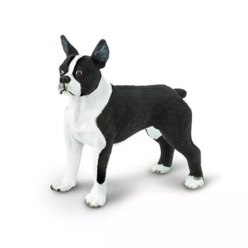 Boston terrier kép