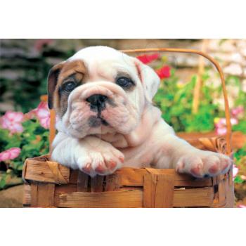 Educa Puzzle Bulldog 500 db 13759 színes kép