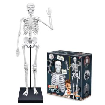 Emberi csontváz 85cm (2181) kép
