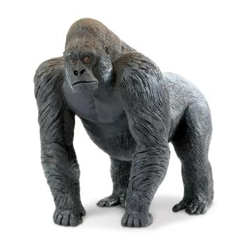 Ezüsthátú gorilla hím