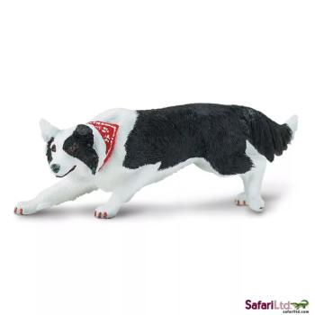 Border collie kép