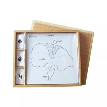 Botanikai puzzle-készlethez tartozó tevékenységek (angol nyelvű leírások) kép