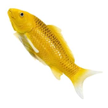 Mojo Kapor koi kin matsuba kép
