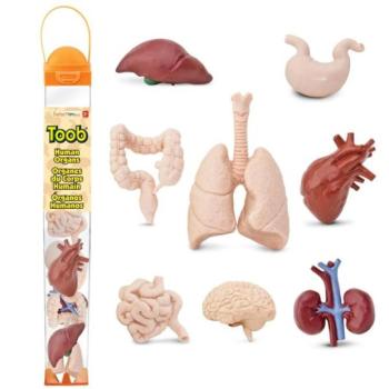Safari® Toob Emberi szervek 8 darab kép