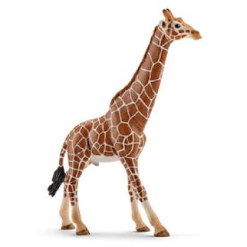 Schleich férfi zsiráf kép